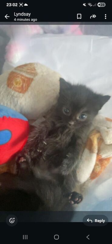 Maine Coon kittens for sale in Paisley, Renfrewshire – 5 weeks old - Image 3 of 3