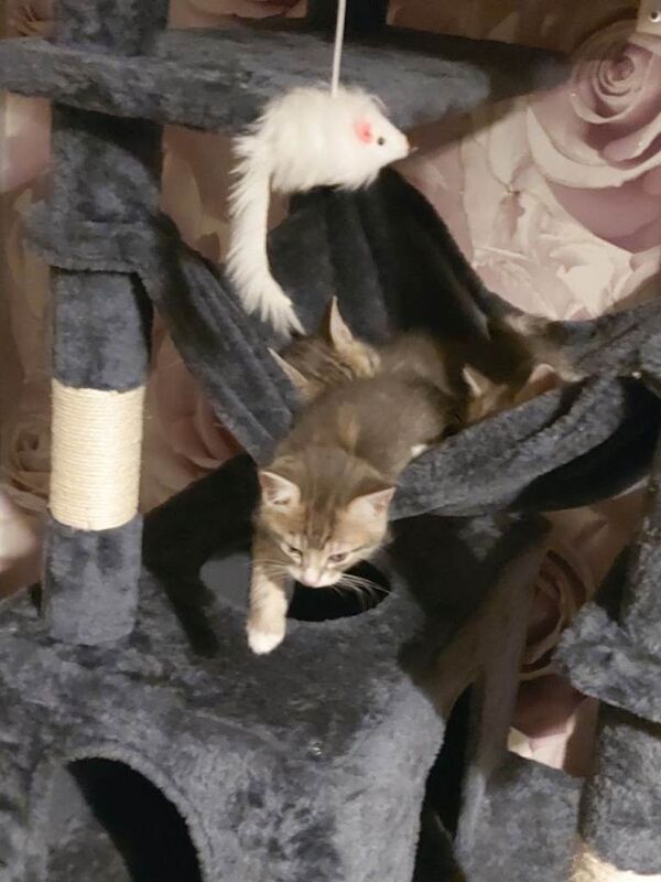 Maine Coon kittens for sale in Loanhead, Midlothian – 8 weeks old