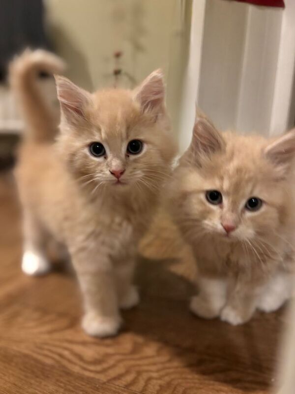 Maine Coon kittens for sale in Castle Douglas, The Stewartry of Kirkcudbright – 8 weeks old