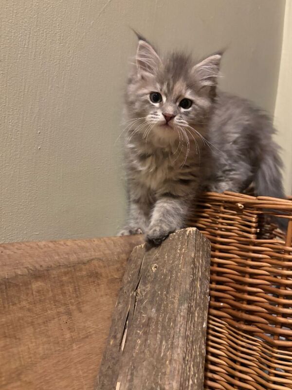 Maine Coon kittens for sale in Castle Douglas, The Stewartry of Kirkcudbright – 8 weeks old - Image 2 of 4