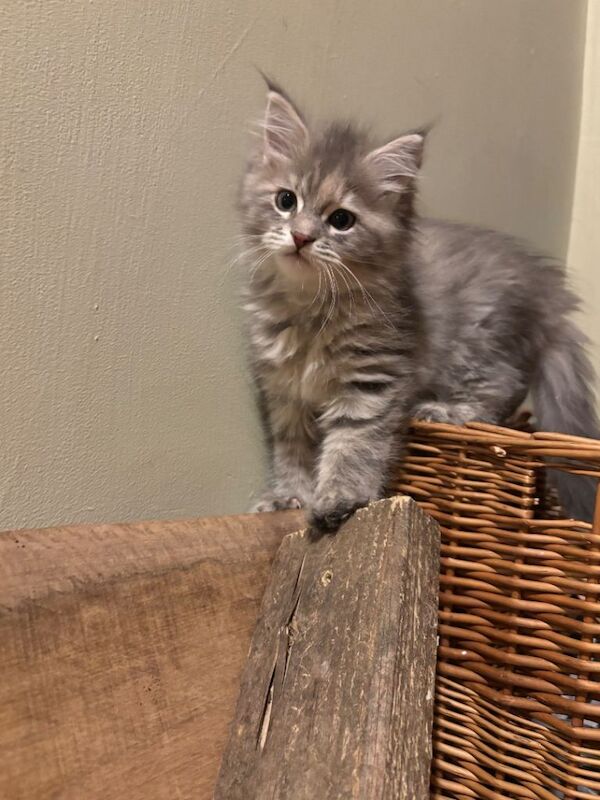 Maine Coon kittens for sale in Castle Douglas, The Stewartry of Kirkcudbright – 8 weeks old - Image 3 of 4