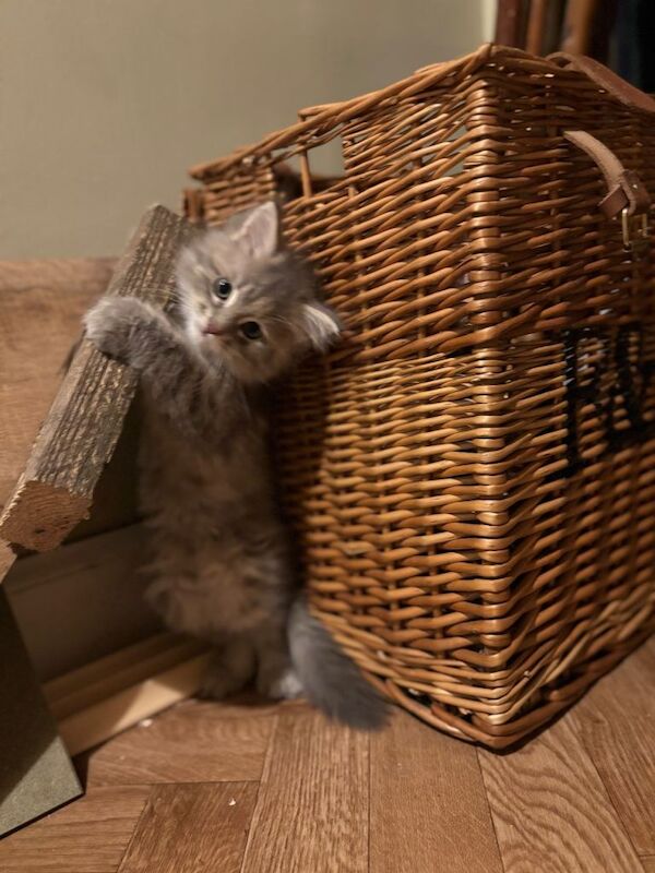 Maine Coon kittens for sale in Castle Douglas, The Stewartry of Kirkcudbright – 8 weeks old - Image 4 of 4