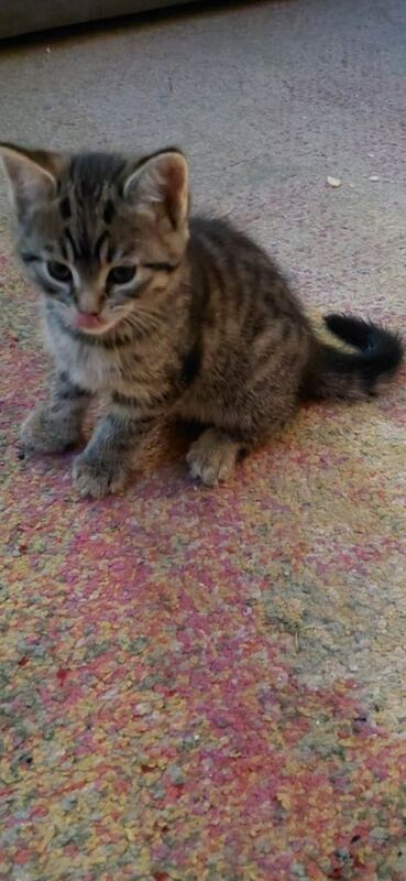 Maine Coon kittens for sale in Bridgend, Aberdeenshire – 7 weeks old