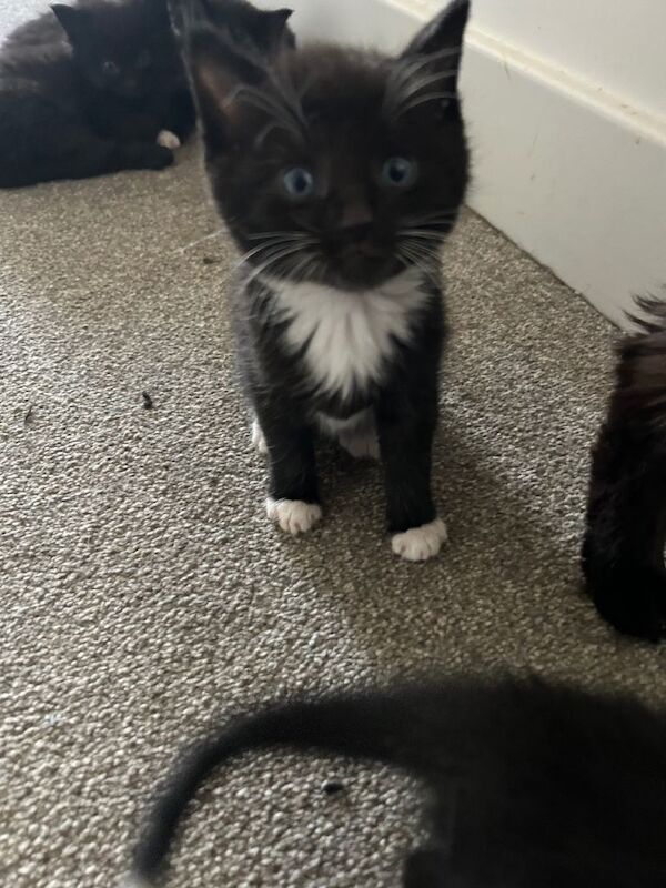Maine coon x kittens