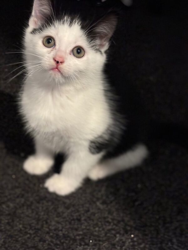 Maine Coon kittens for sale in Staffordshire – 10 weeks old - Image 2 of 5