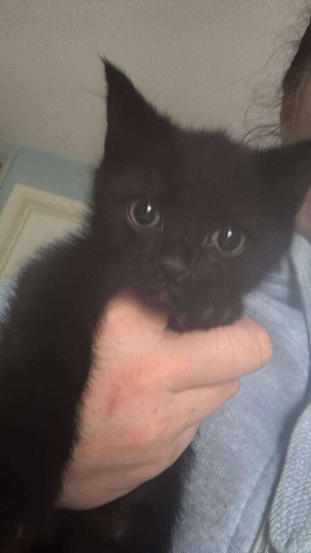 Maine Coon kittens for sale in Staffordshire – 10 weeks old - Image 3 of 5