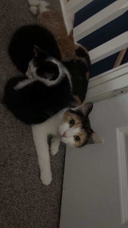 Maine Coon kittens for sale in Staffordshire – 10 weeks old - Image 4 of 5