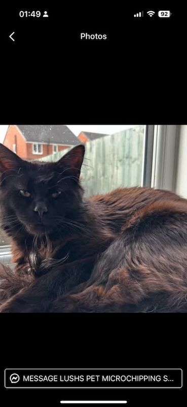 Maine Coon kittens for sale in Staffordshire – 10 weeks old - Image 5 of 5