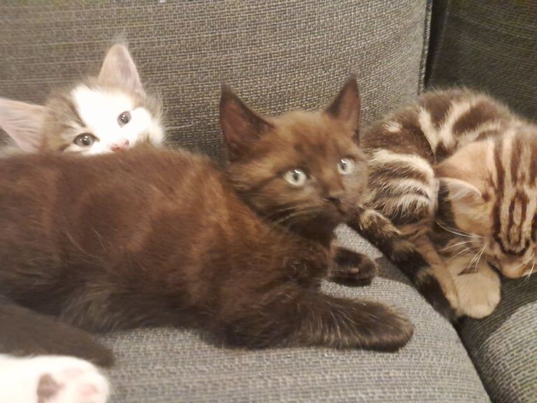 Maine coon X kittens Central London 📍 for sale in West End, West Sussex
