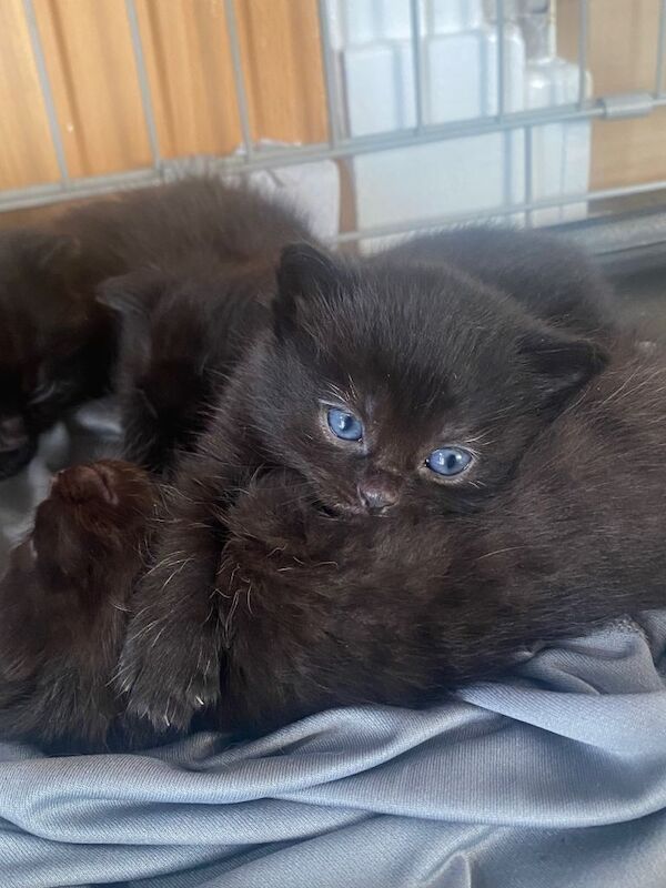 Maine coon X kittens for sale