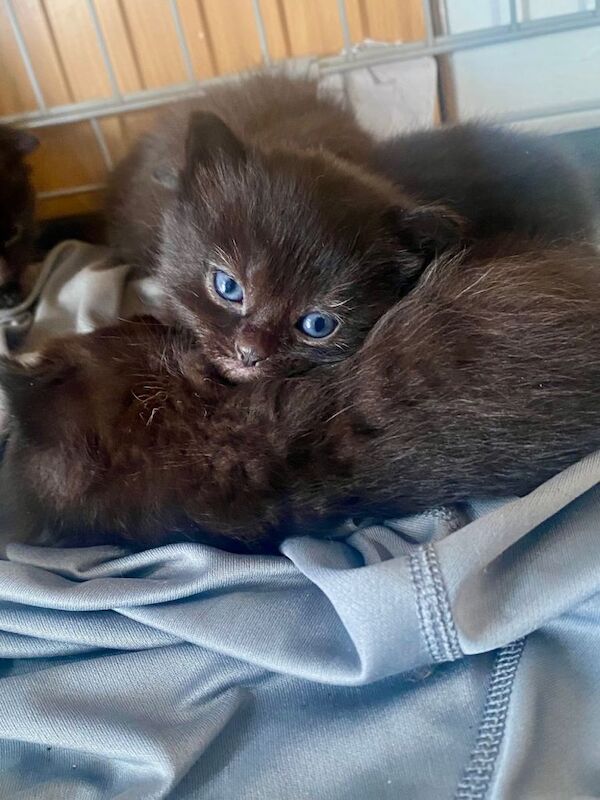 Maine coon X kittens for sale - Image 2 of 4