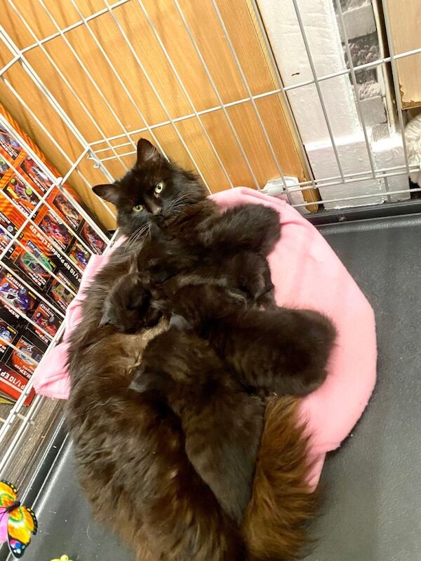 Maine coon X kittens for sale - Image 3 of 4