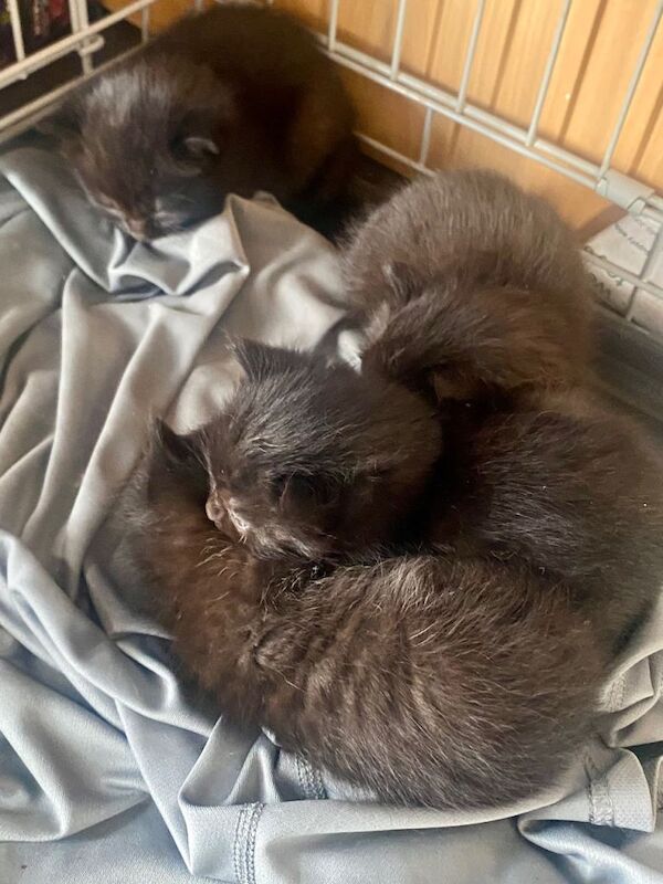 Maine coon X kittens for sale - Image 4 of 4