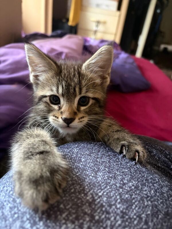 Maine Coon X Kittens for sale ready 15 Sept