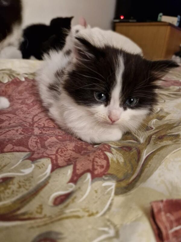 Maine Coon X Kittens Ready Now for sale in Southend-on-Sea, Essex