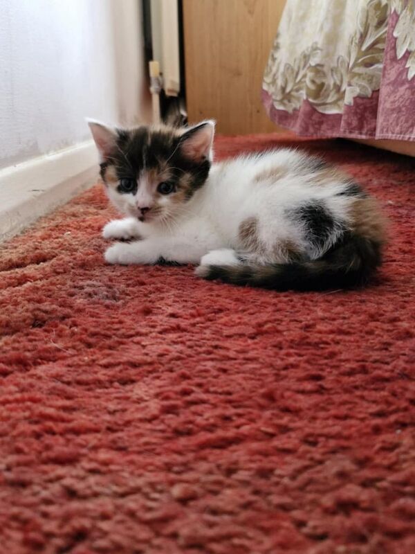 Maine Coon X Kittens Ready Now for sale in Southend-on-Sea, Essex | Image 2