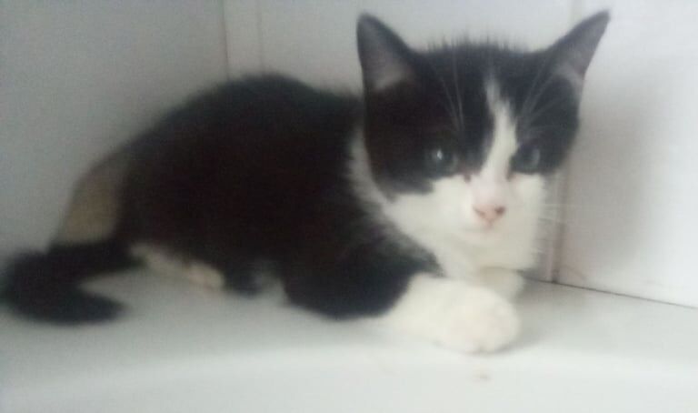 Maine Coon kittens for sale in Keynsham, Somerset – 3 months old
