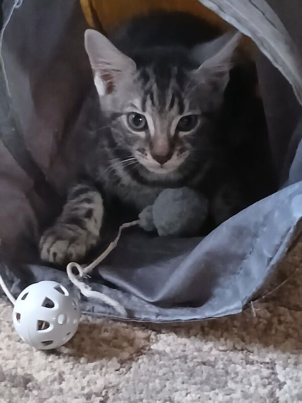 Maine Coon kittens for sale in Saltcoats, Ayrshire and Arran – 8 weeks old