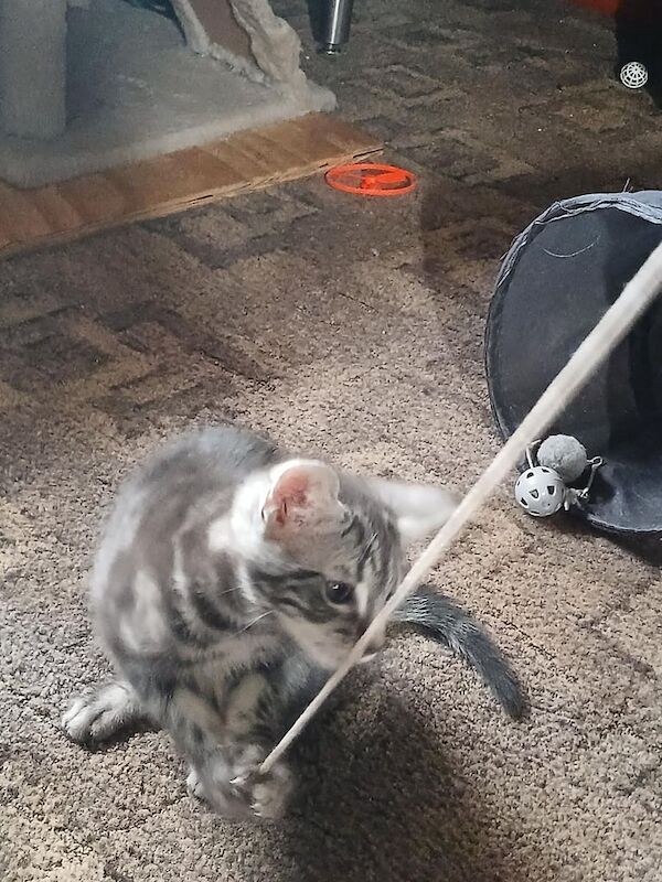 Maine Coon kittens for sale in Saltcoats, Ayrshire and Arran – 8 weeks old - Image 2 of 3