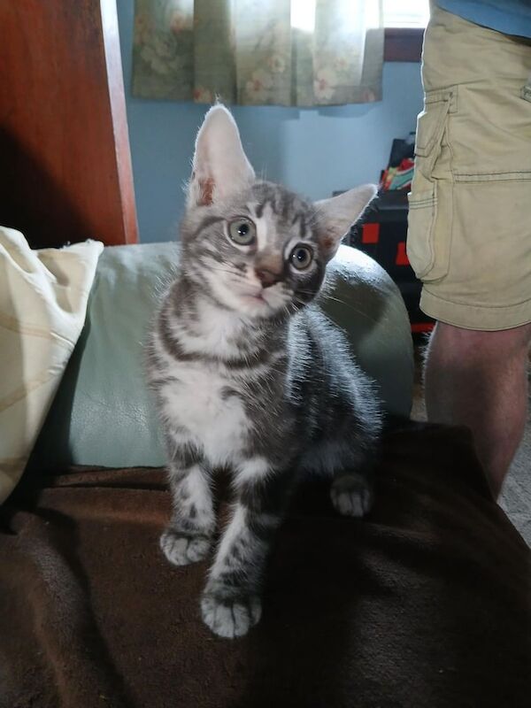 Maine Coon kittens for sale in Saltcoats, Ayrshire and Arran – 8 weeks old - Image 3 of 3