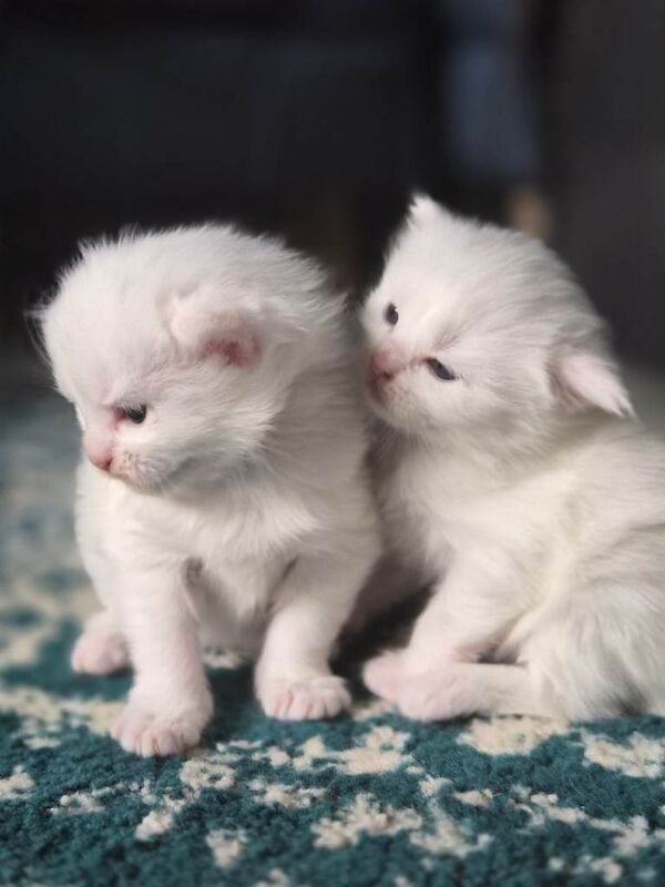 Maine Coon x Nebelung kittens - Image 5 of 6
