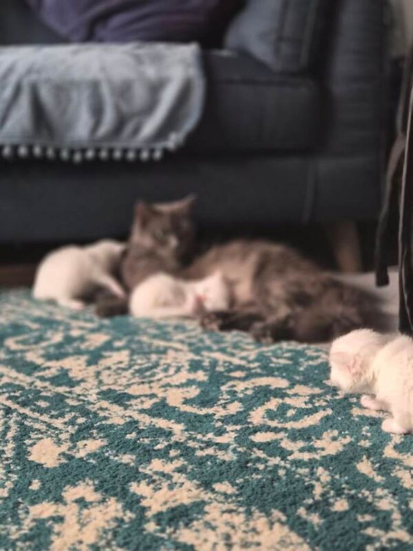 Maine Coon x Nebelung kittens - Image 6 of 6