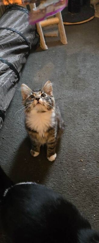 Maine Coon kittens for sale in Bridgend, Aberdeenshire – 11 weeks old