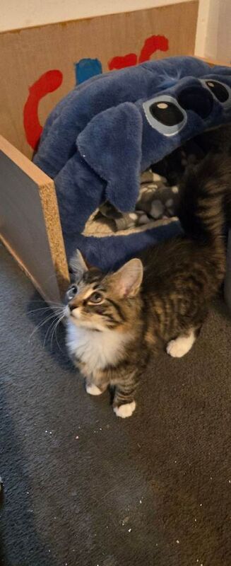 Maine Coon kittens for sale in Bridgend, Aberdeenshire – 11 weeks old - Image 3 of 3