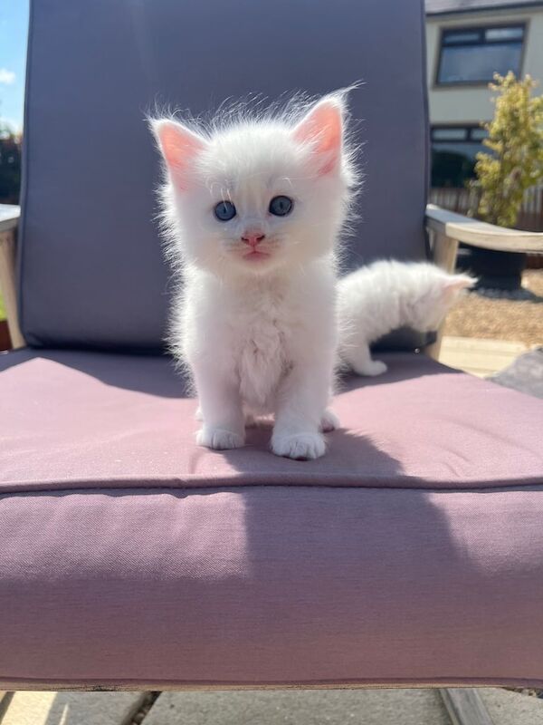 Maine Coon x Ragdoll kittens for sale in Dungannon, County Tyrone