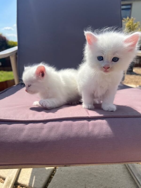 Maine Coon x Ragdoll kittens for sale in Dungannon, County Tyrone | Image 3