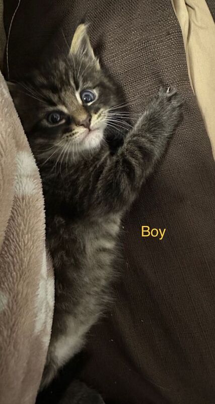 Maine Coon kittens for sale in Carlton, Nottinghamshire – 7 weeks old - Image 2 of 3