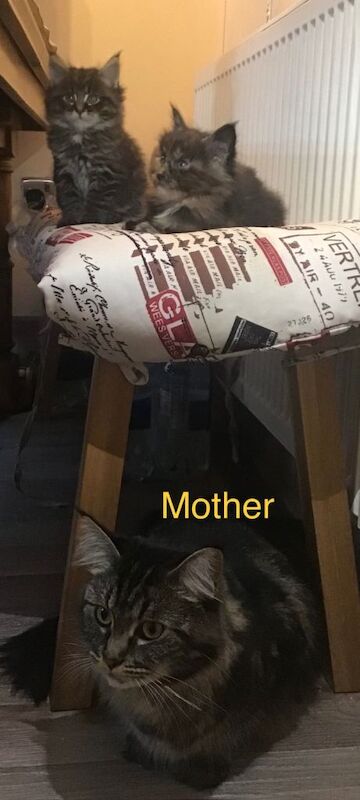 Maine Coon kittens for sale in Carlton, Nottinghamshire – 7 weeks old - Image 3 of 3