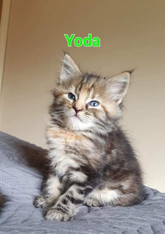 Maine Coon Kittens For Sale