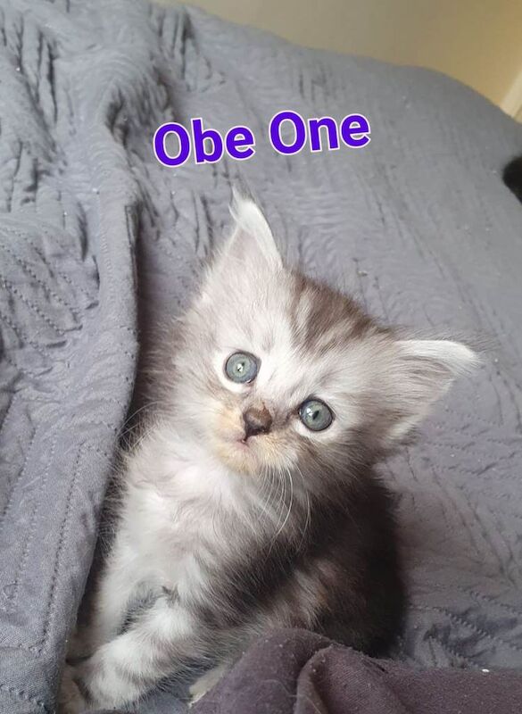 Maine Coon X Ragdoll MIX with Pedigree Parents - Image 2 of 3