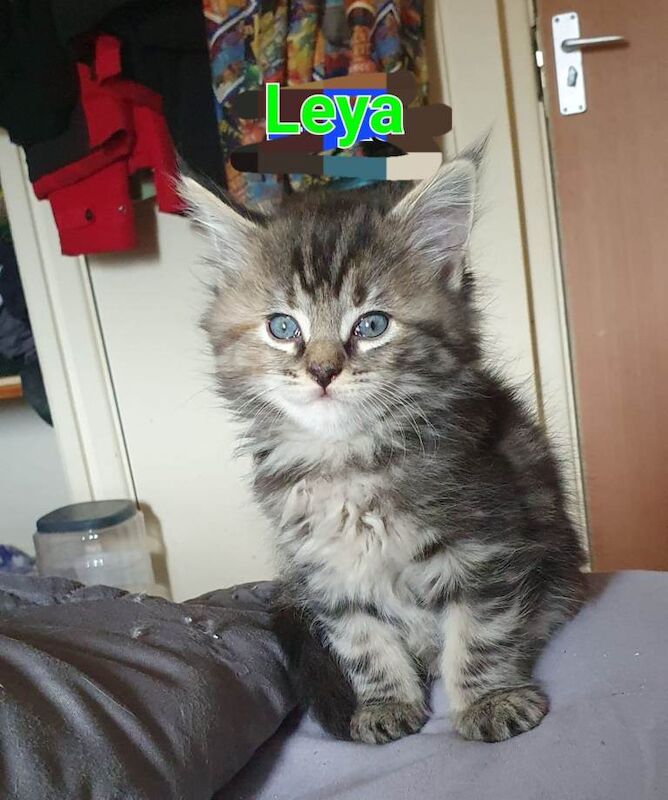 Maine Coon X Ragdoll MIX with Pedigree Parents - Image 3 of 3