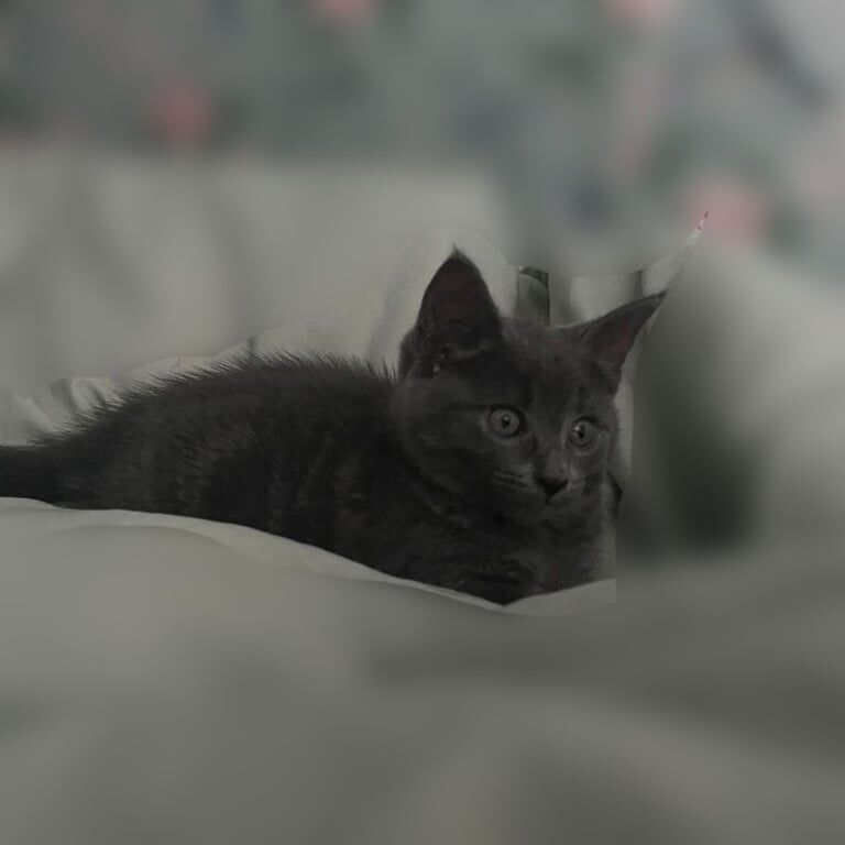 Maine Coon kittens for sale in Lisburn, County Down – 8 weeks old - Image 2 of 3