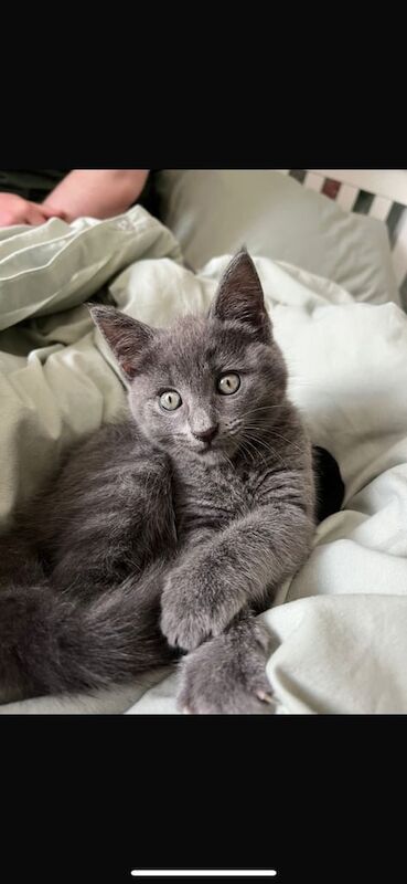 Maine Coon kittens for sale in Lisburn, County Down – 8 weeks old - Image 3 of 3