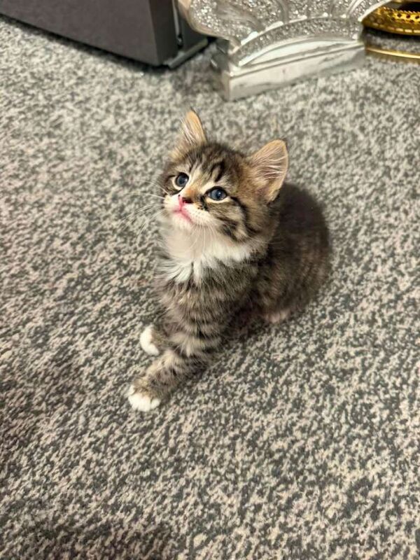 maine coon x tabby