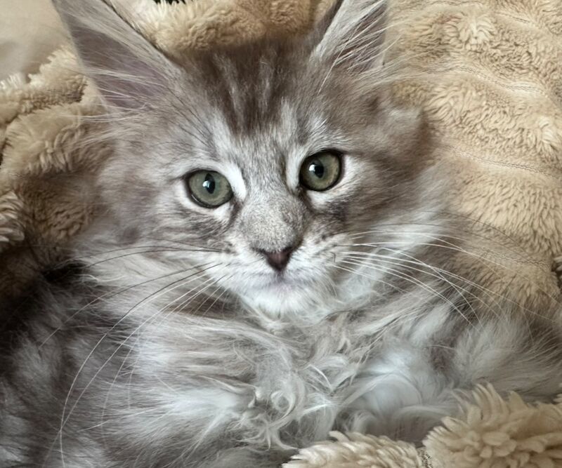 Maine Coon kittens for sale in Carlisle, Cumbria – 3 months old