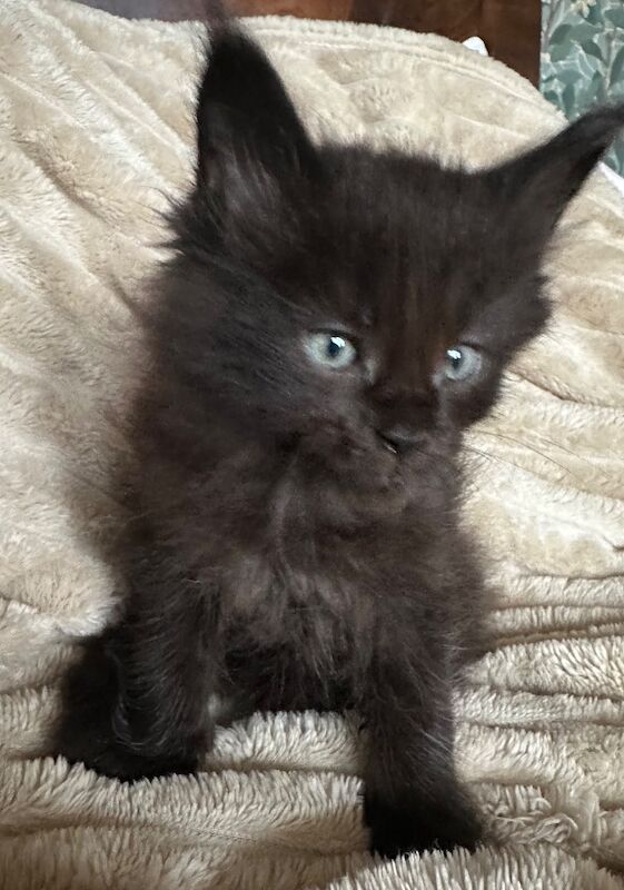 Maine Coon kittens for sale in Carlisle, Cumbria – 4 months old - Image 2 of 3