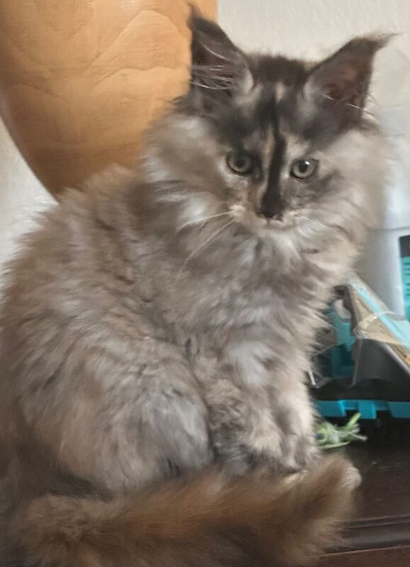 Maine Coon kittens for sale in Carlisle, Cumbria – 4 months old - Image 3 of 3