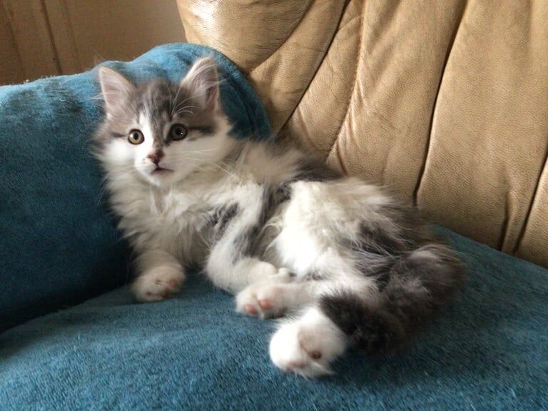 Maine Coon kittens for sale in Blairgowrie, Perth and Kinross – 10 weeks old