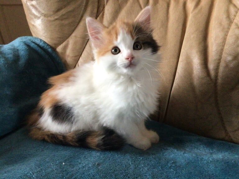 Maine Coon kittens for sale in Blairgowrie, Perth and Kinross – 10 weeks old - Image 2 of 3