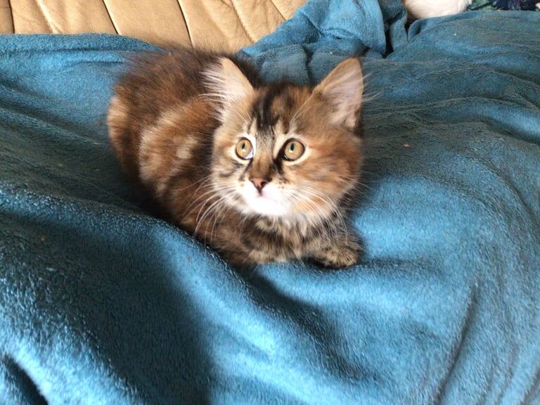Maine Coon kittens for sale in Blairgowrie, Perth and Kinross – 10 weeks old - Image 3 of 3