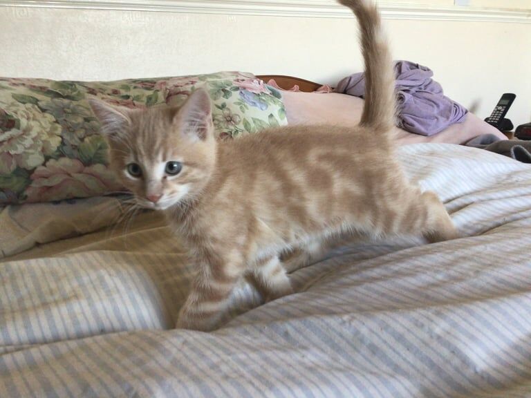 Maine Coon kittens for sale in Blairgowrie, Perth and Kinross – 3 months old - Image 2 of 3