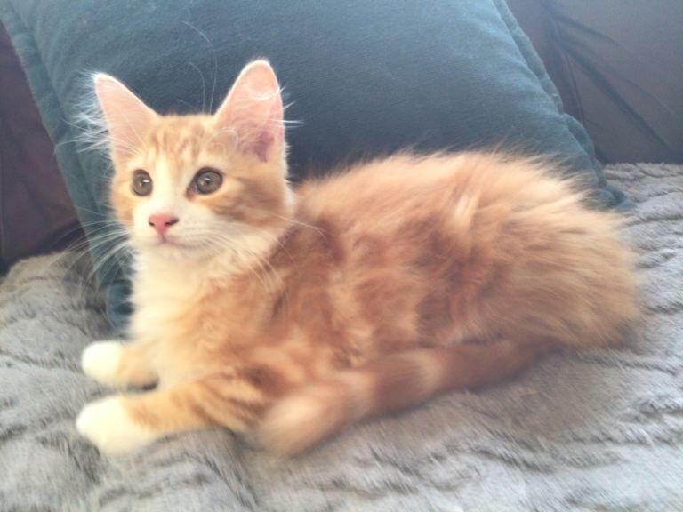 Maine coone cross kittens