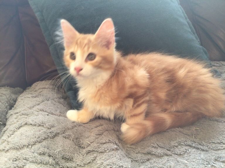 Maine coone cross kittens - Image 2 of 3
