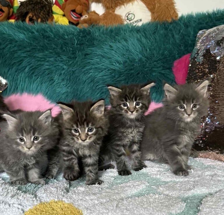 Maine Coon kittens for sale in Randalstown, County Antrim – 8 weeks old