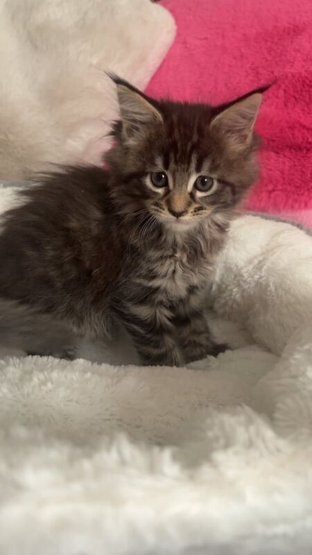Maine Coon kittens for sale in Randalstown, County Antrim – 8 weeks old - Image 2 of 3