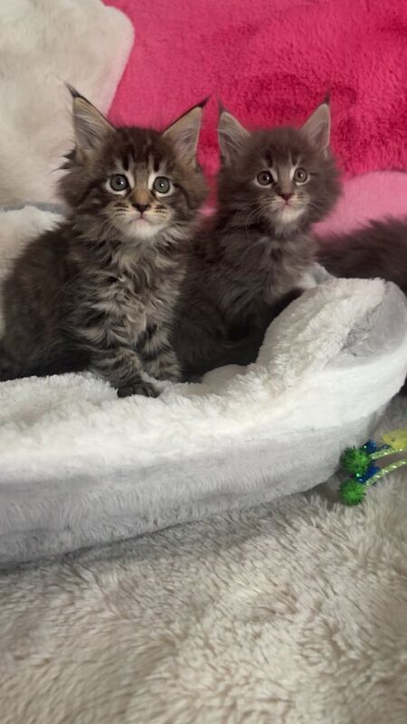 Maine Coon kittens for sale in Randalstown, County Antrim – 8 weeks old - Image 3 of 3